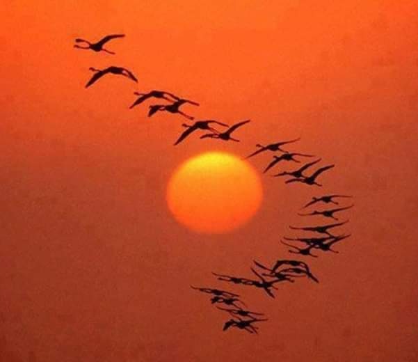 परिंदे's image