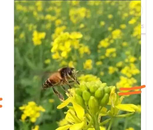 बहार's image