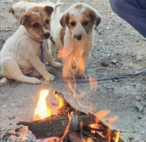 पैग़ाम's image