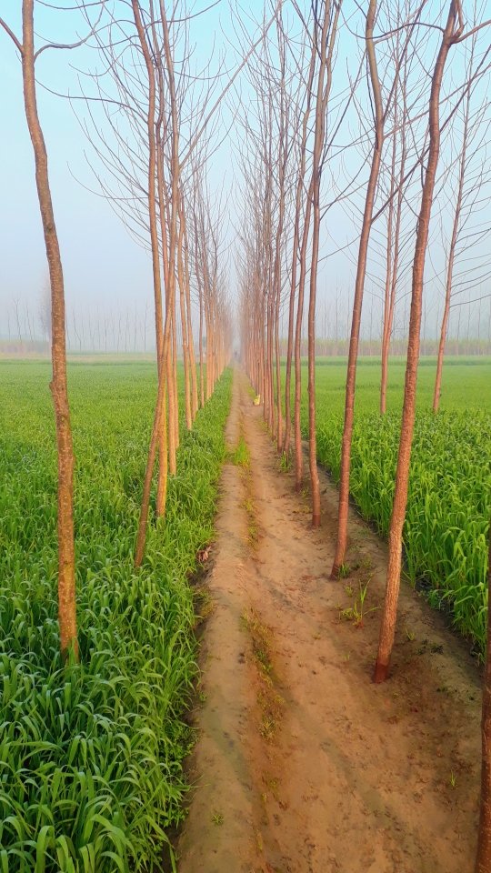 चलते चलते's image