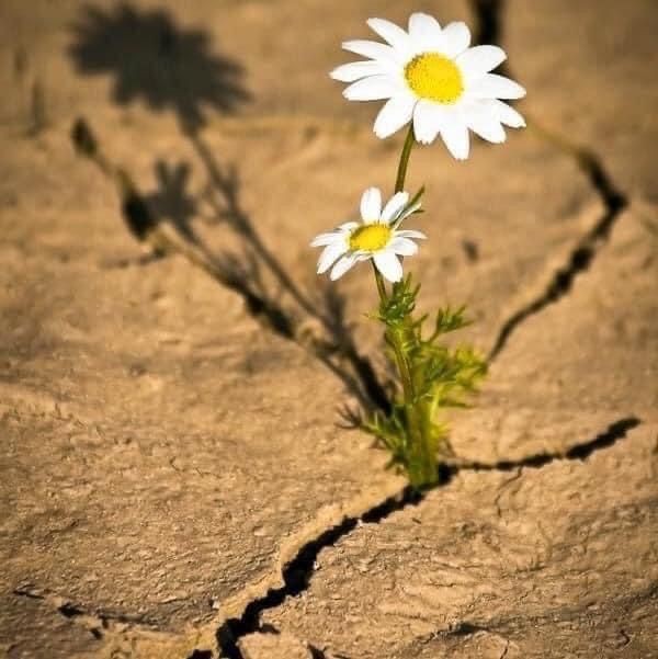 उम्मीद's image