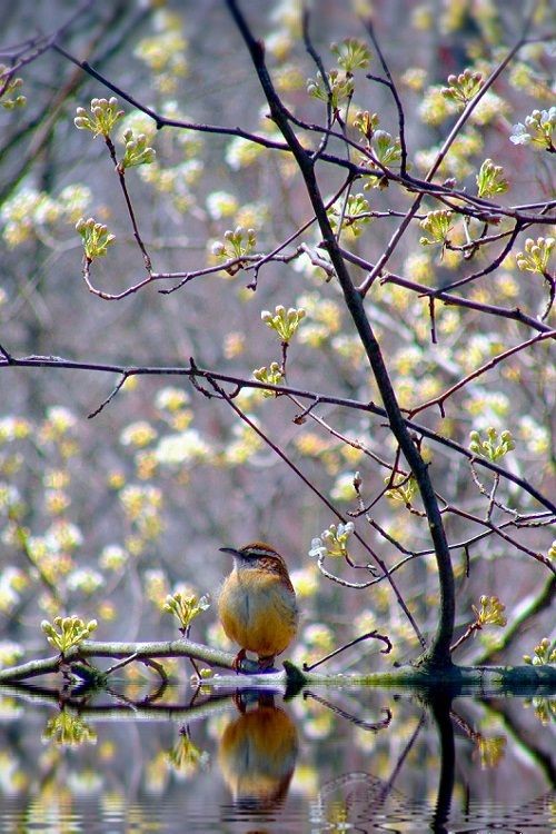 बेतरतीब's image