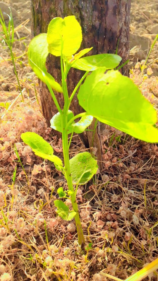 बुनियाद's image