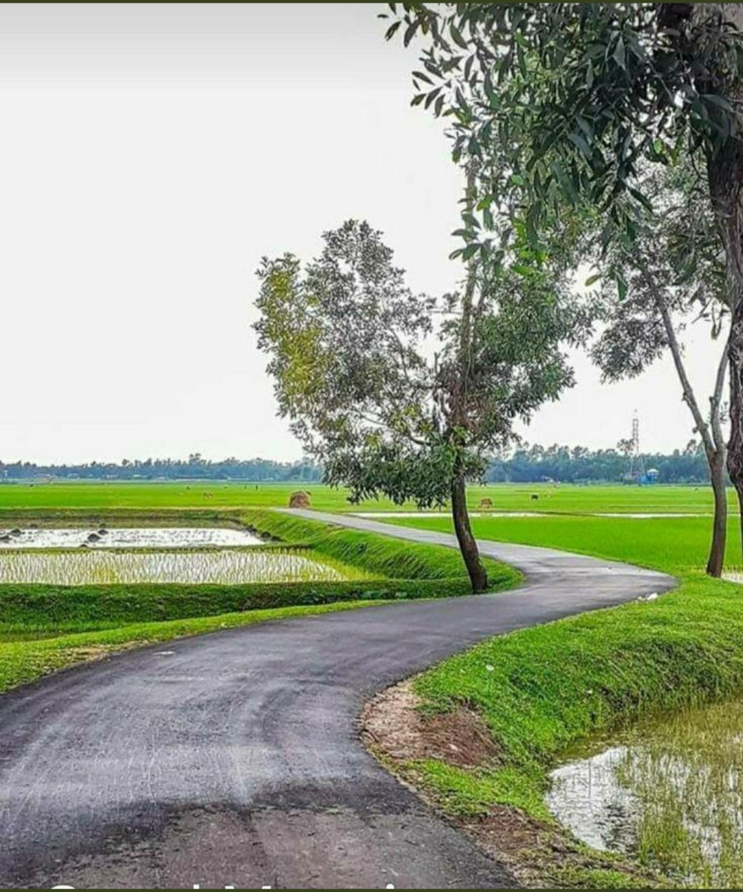 मसरूफियत's image