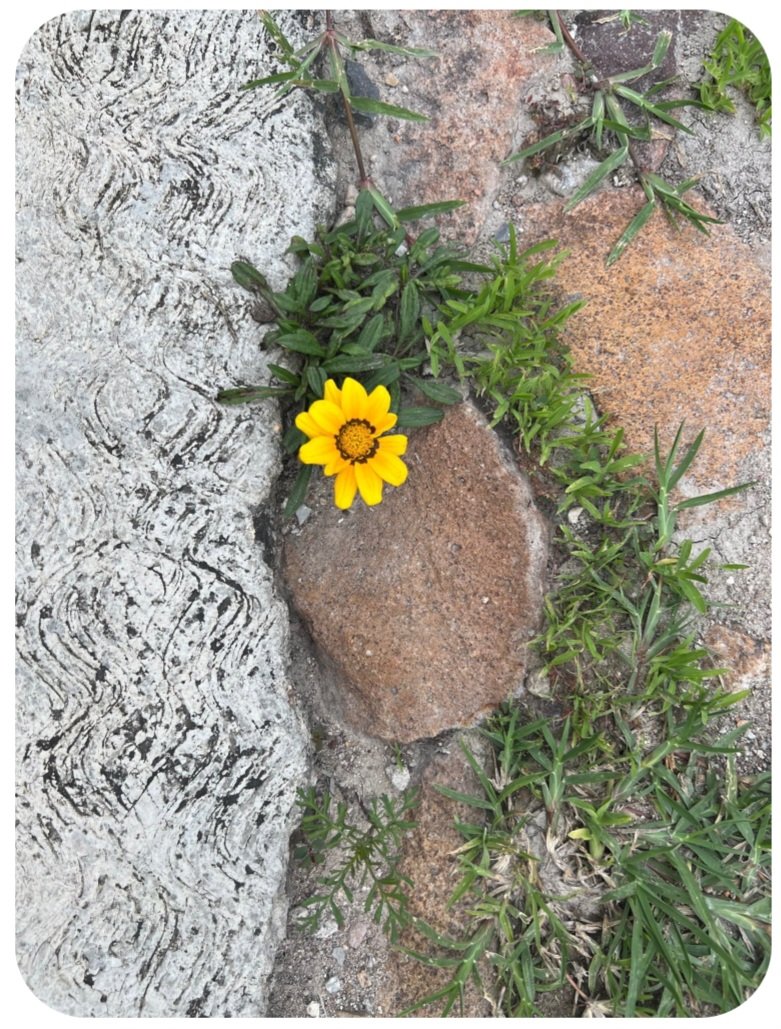 कोशिशें's image