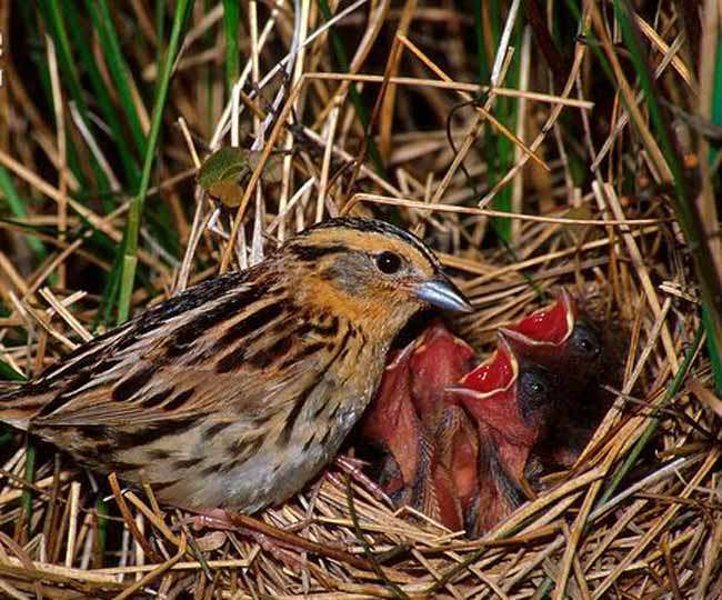 परिंदे's image