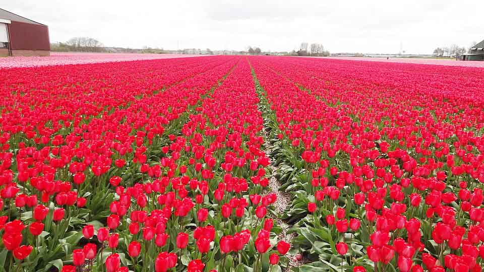 पंखुड़ी's image