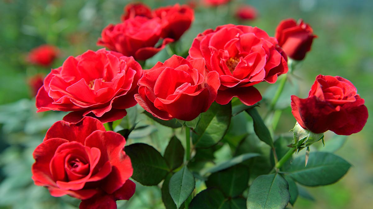 गुलाब's image