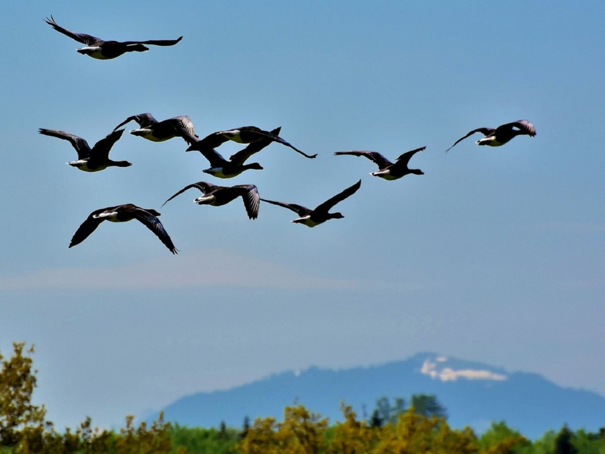 आसमान's image