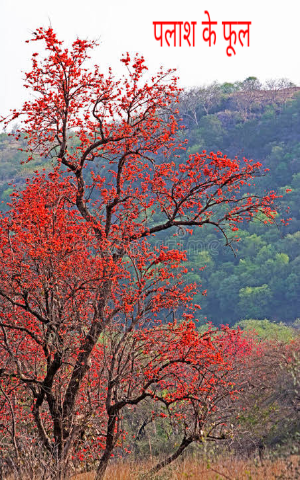 पलाश's image