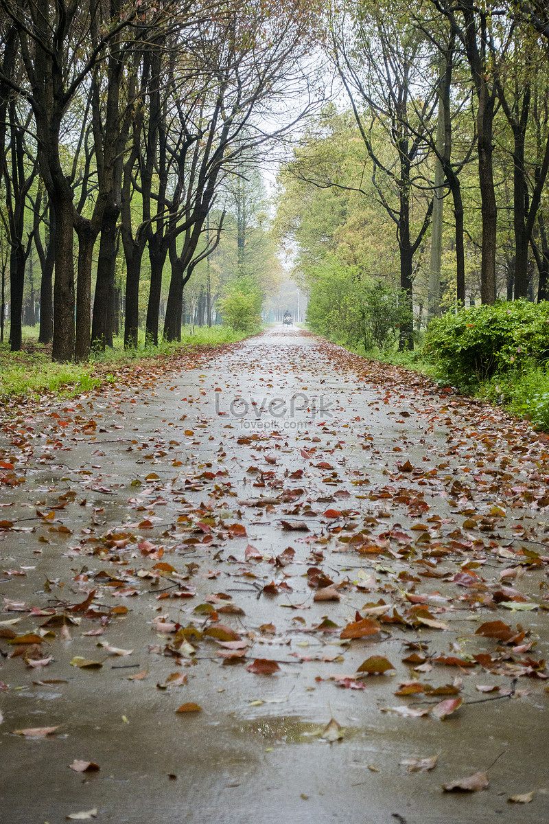 शाख के पत्ते's image