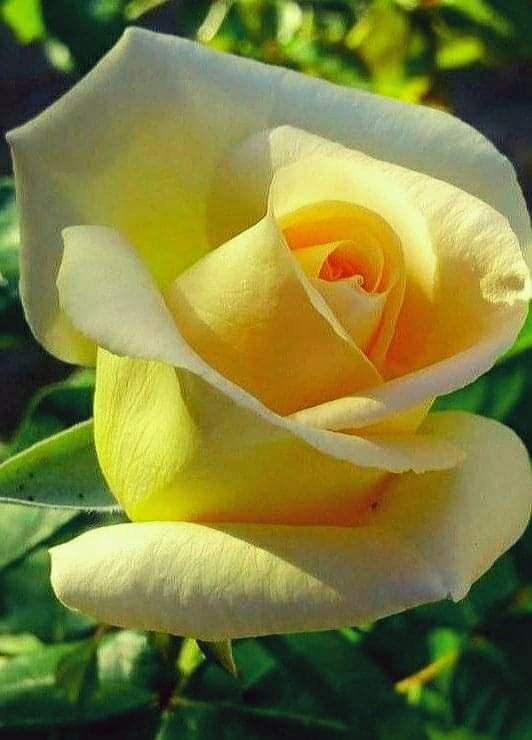 वसंत का अभिनंदन
Basant ka Abhinandan's image