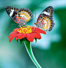 फूल की ख्वाहिश's image