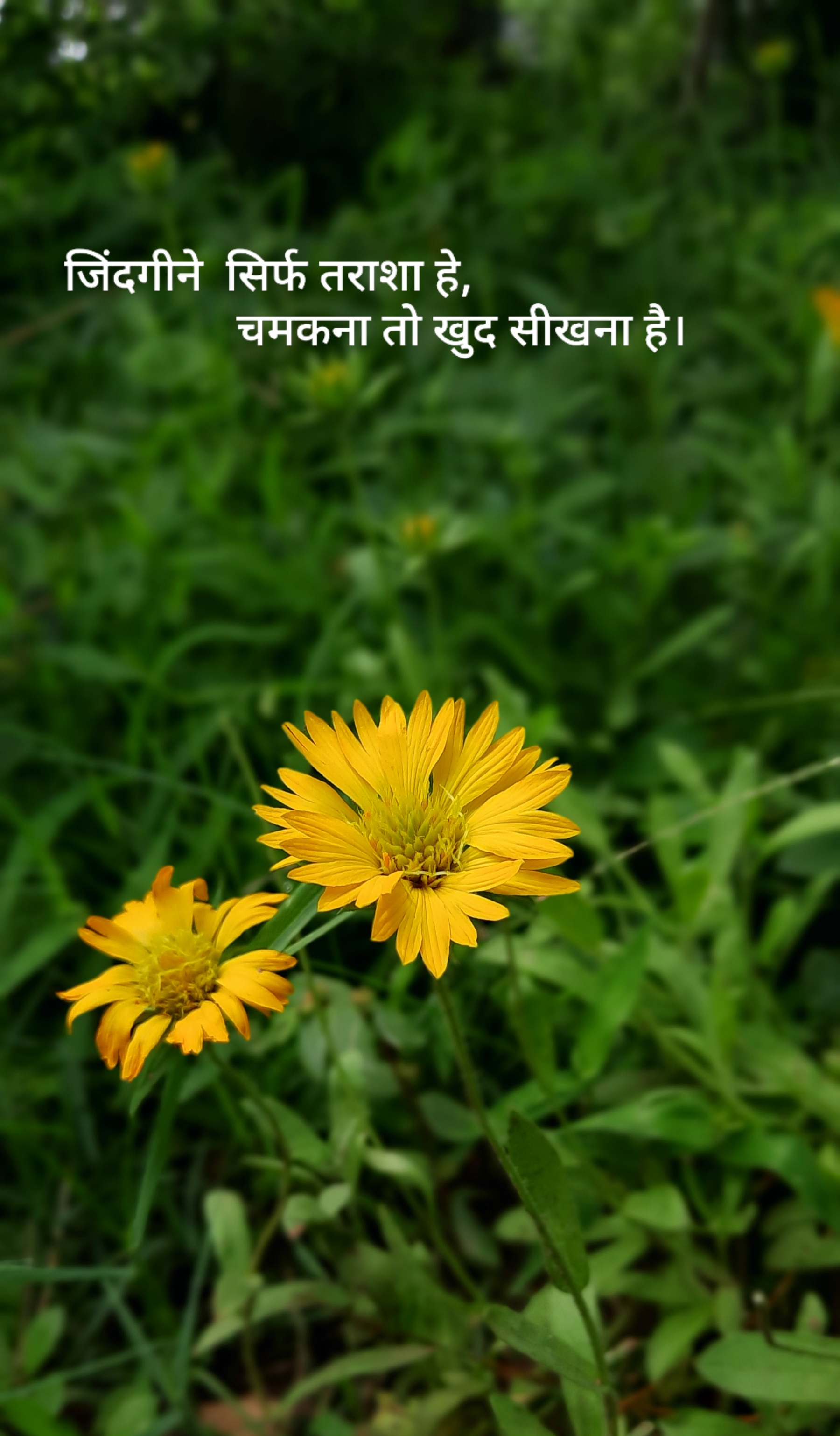 जिंदगी की जुबां ( life is Amazing )'s image