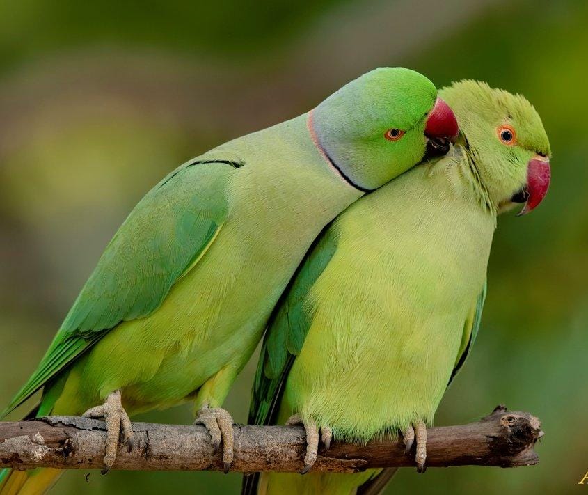 तुम प्रेम हो मेरी's image