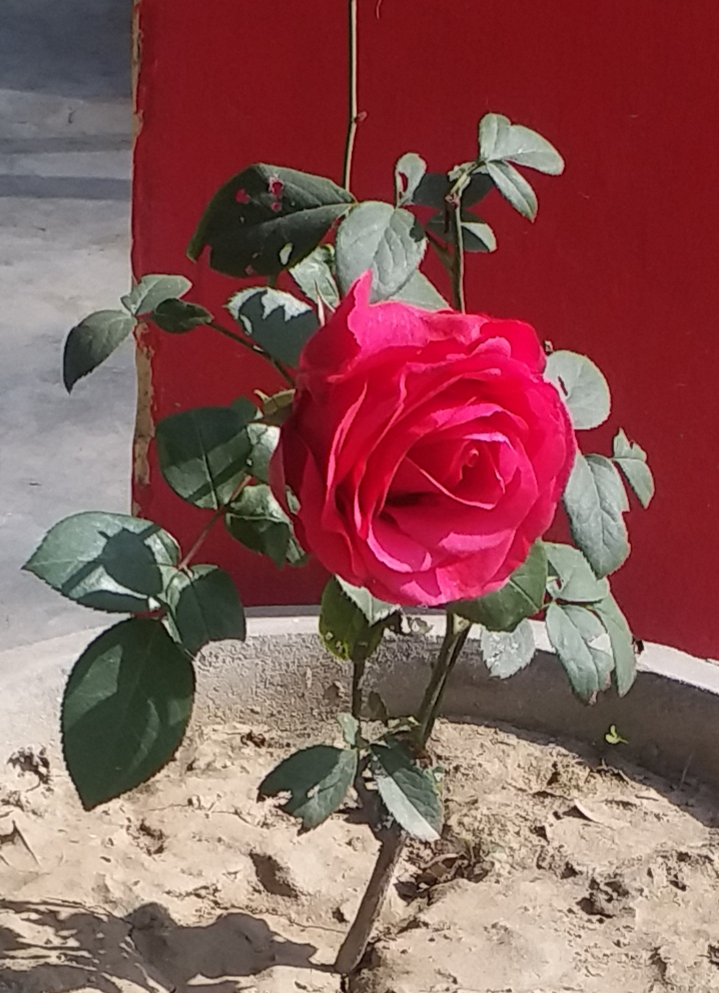 ।। सुविचार ।। #मुक्तामणियाँ 56's image