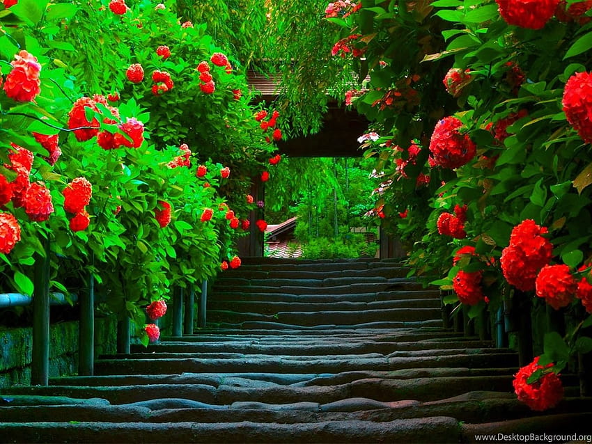 ચાહત's image