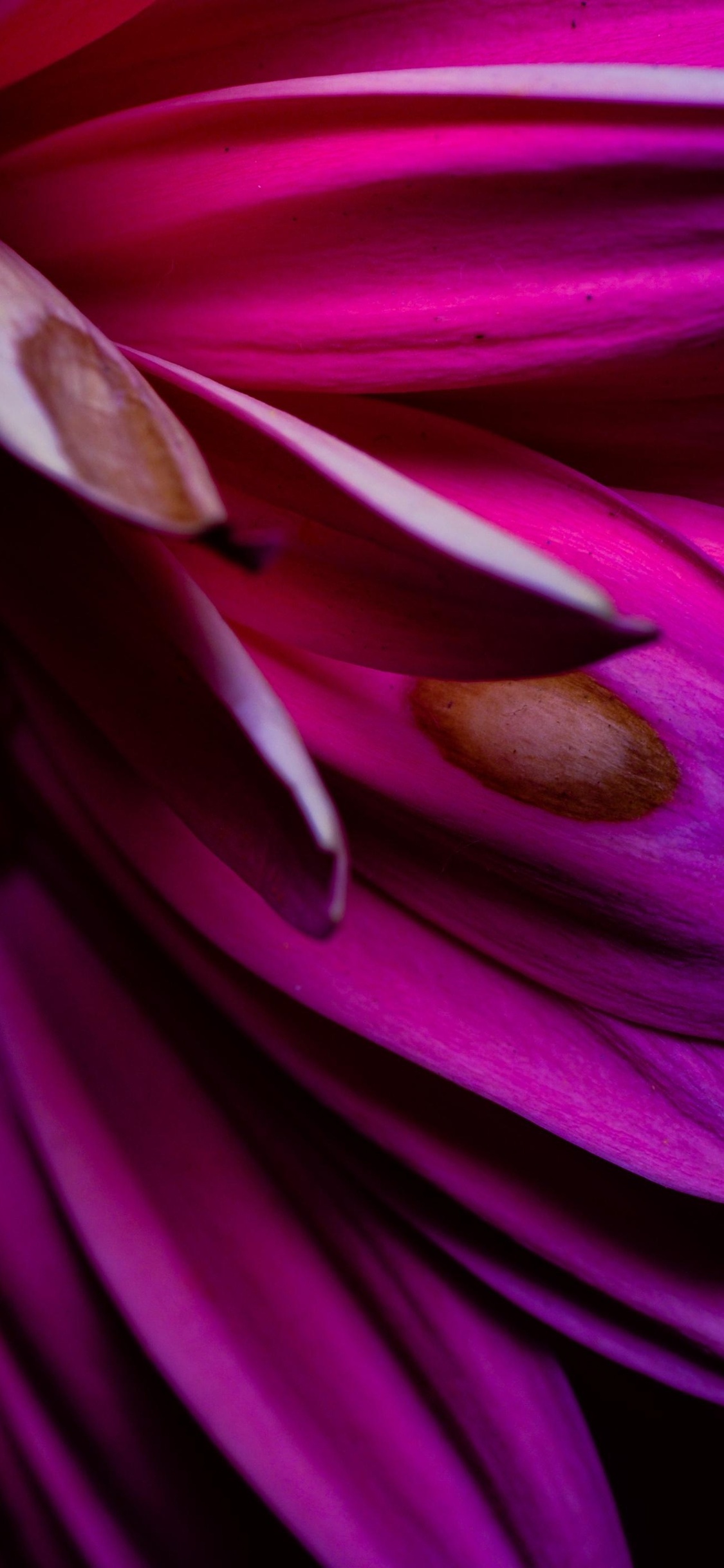 बेईमानी's image