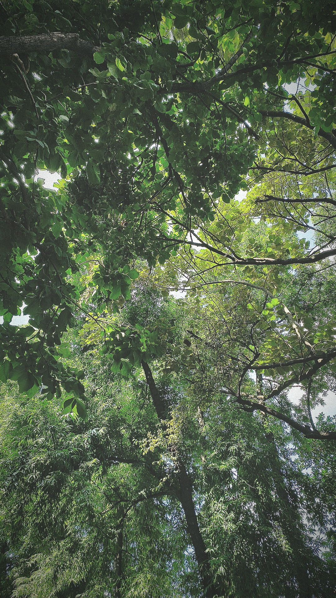 इश्क़ ज़हर's image