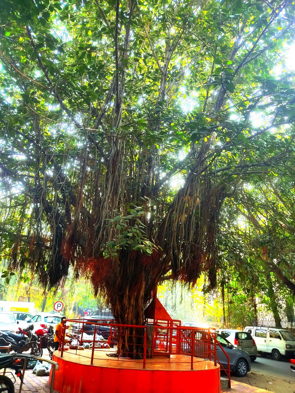 दरख्तों जैसे लोग's image