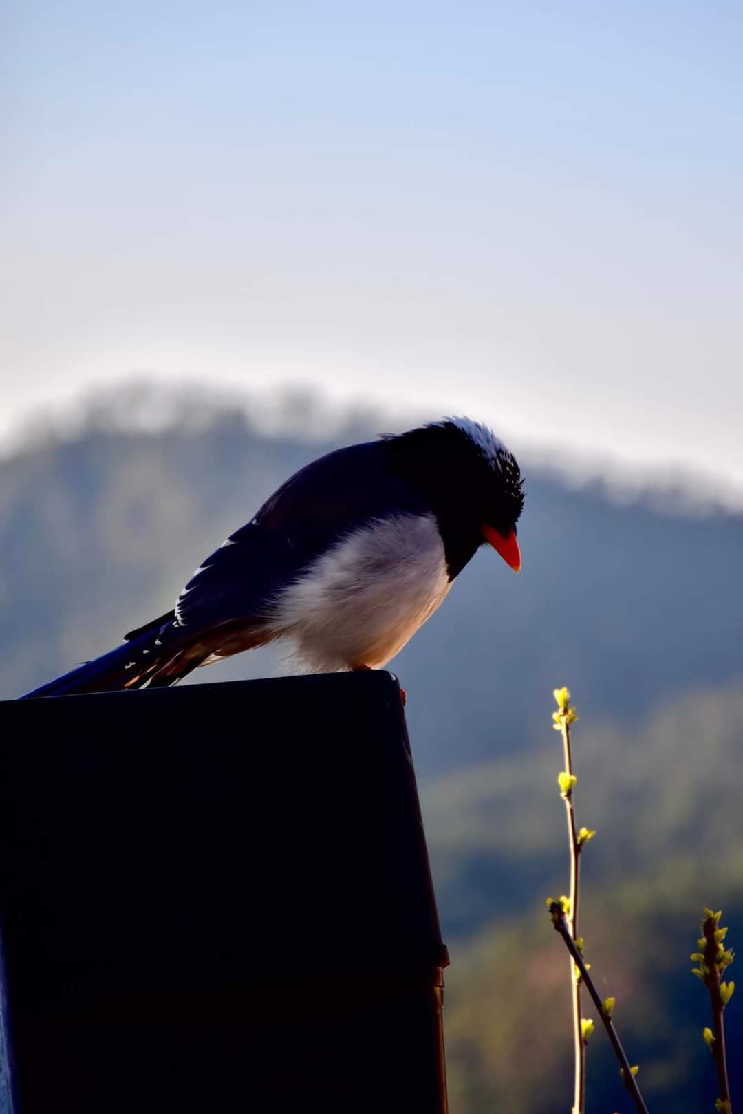 खिल रहे हो जो तुम's image