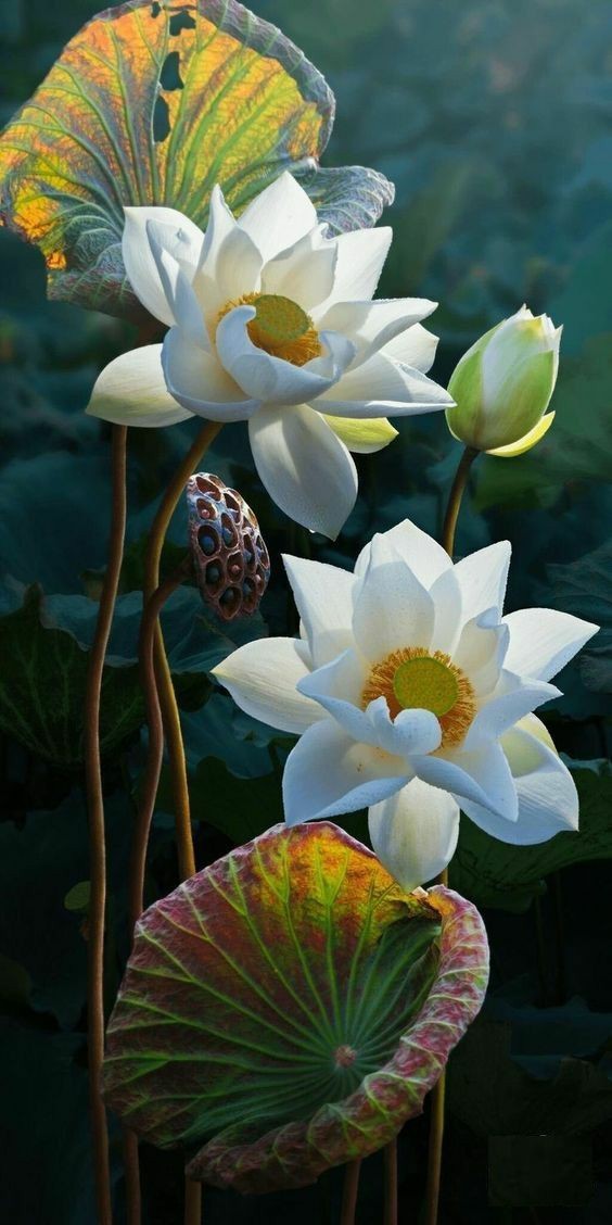 চুপ করে রই's image