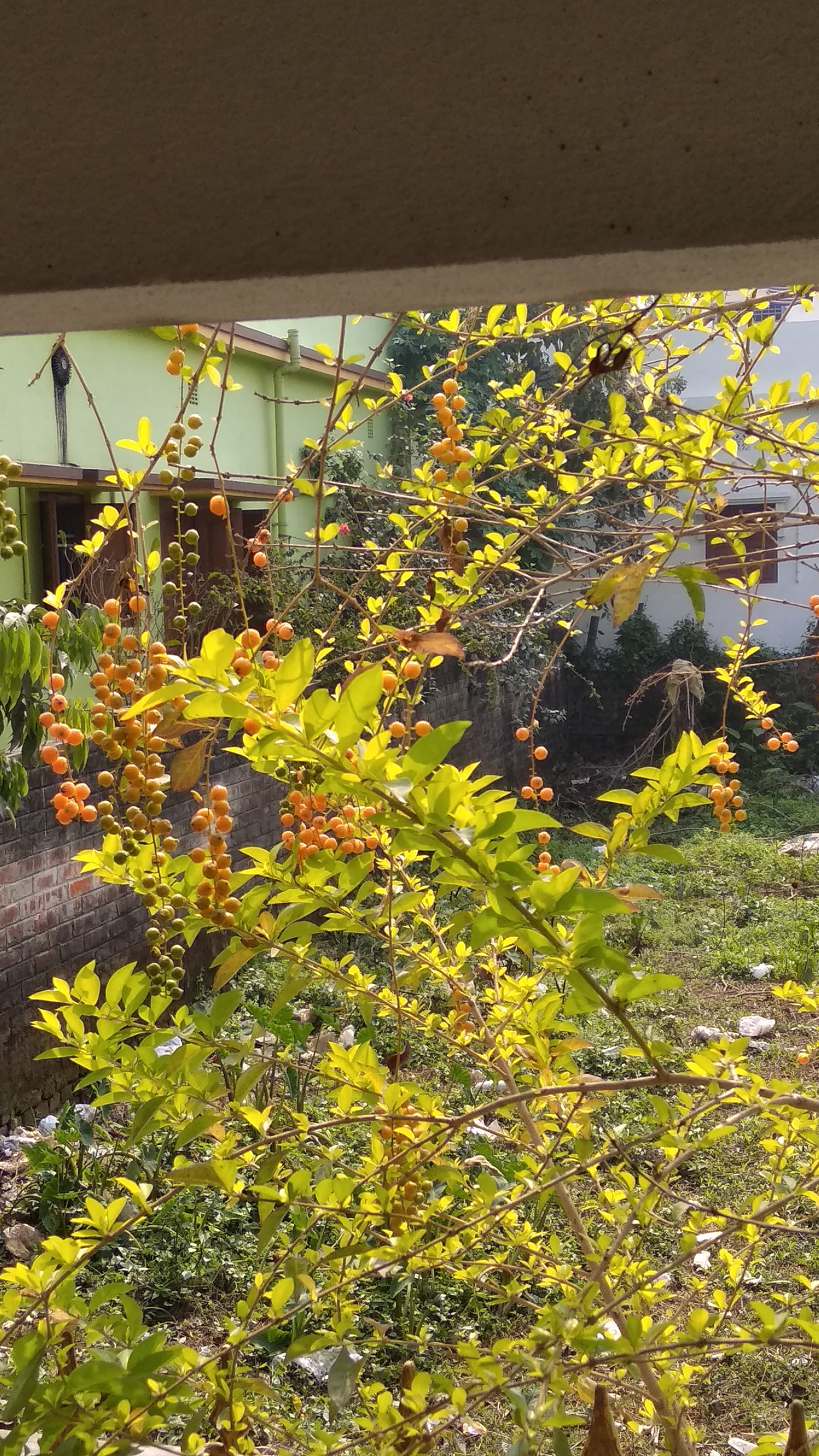 তালুইমশাই's image