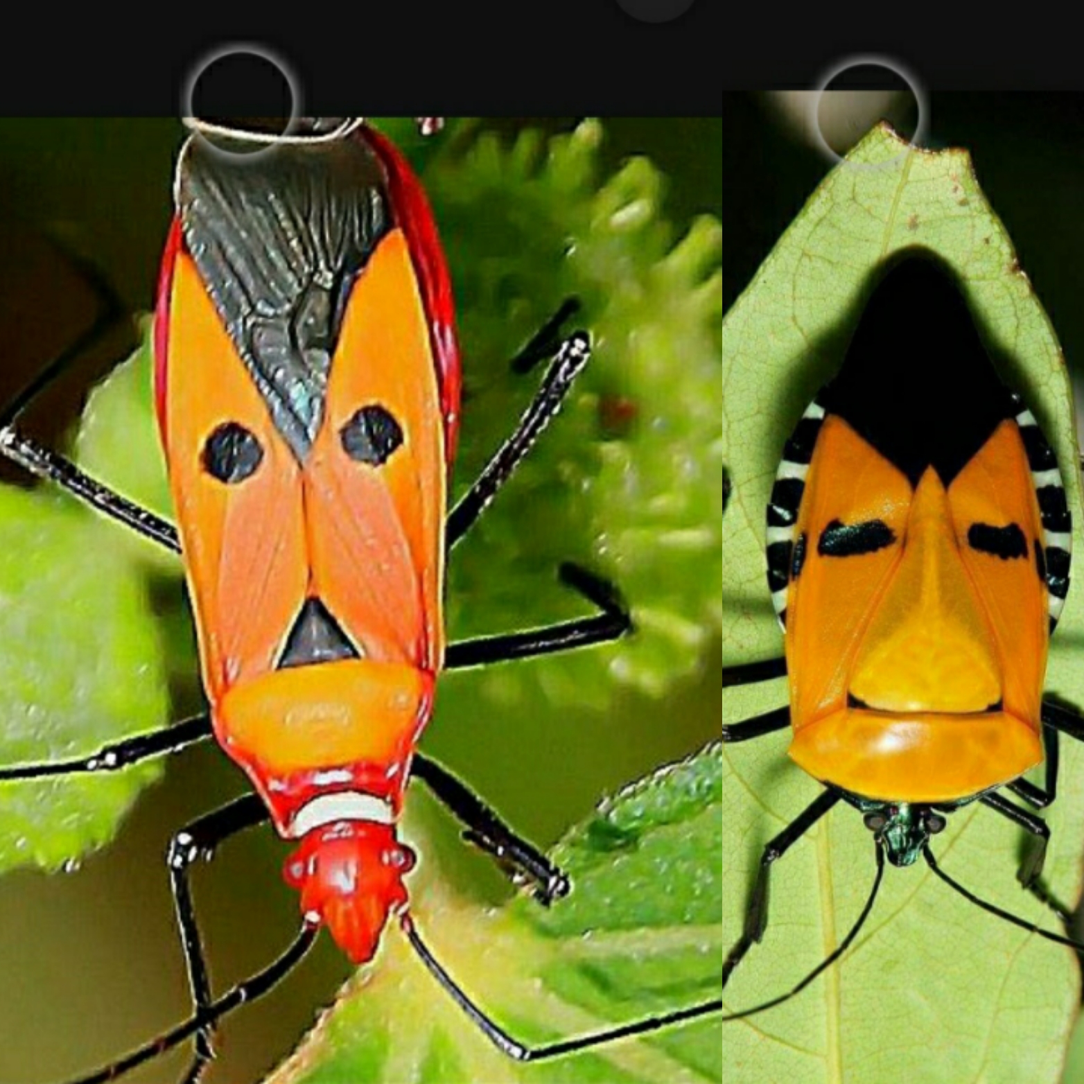 মোগাম্বো খুশ হুয়া(Mogambo khush hua)'s image