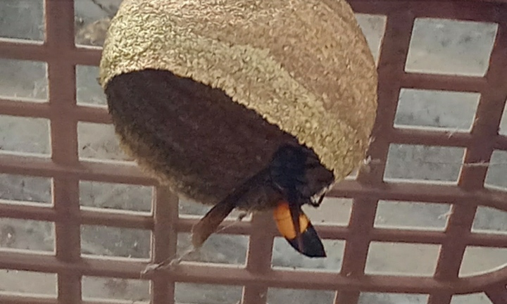 মা মরা সাজে's image