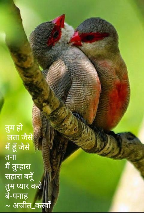 तना और लता's image