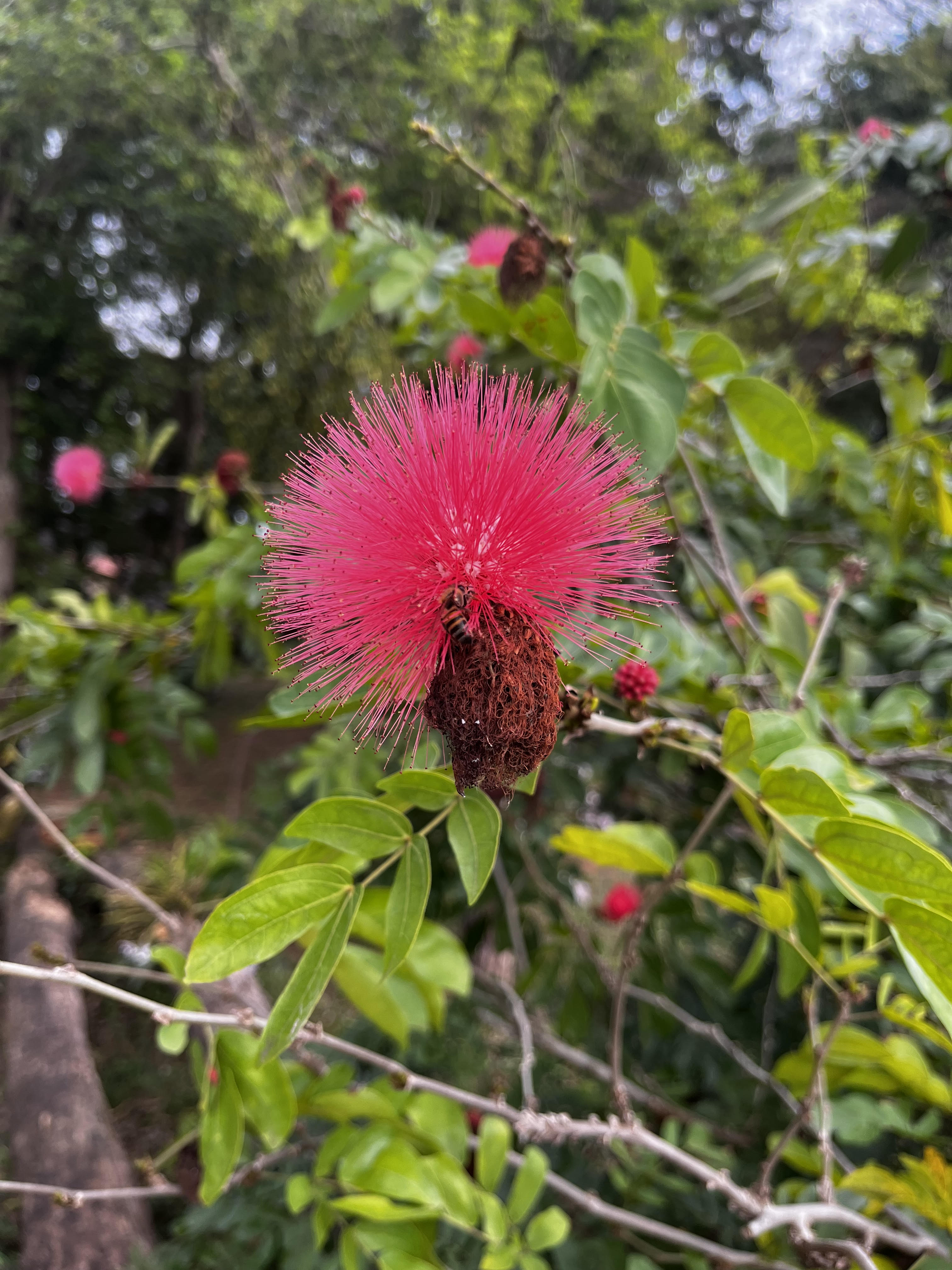 इजहार-ए-मोहब्बत's image