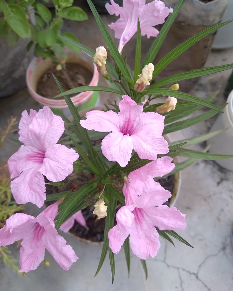 तेरी जीत