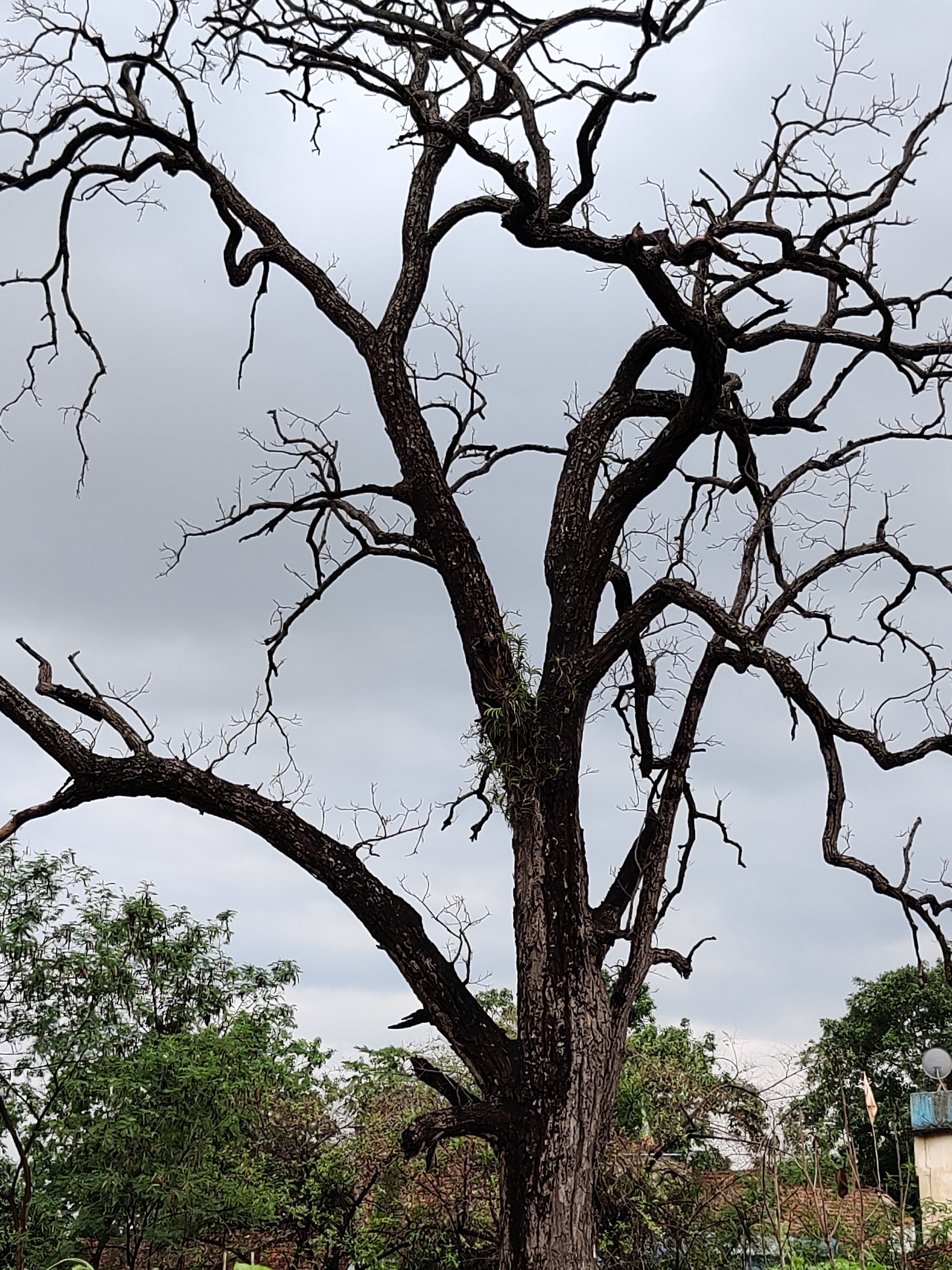 बारिश की आश में