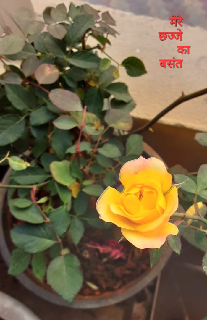 'मन सूना ...बिन दीप शिवाला''s image