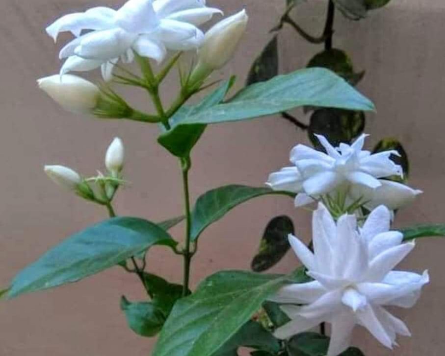 स्नेह का प्रतिबंध नेह की खिड़कियों में बांधकर...