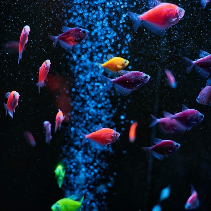 // सुंदरता का अभिशाप //'s image