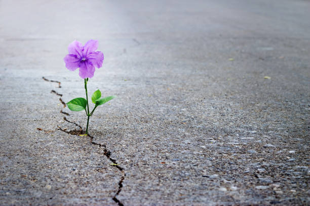 अगली सुबह फिर आती है