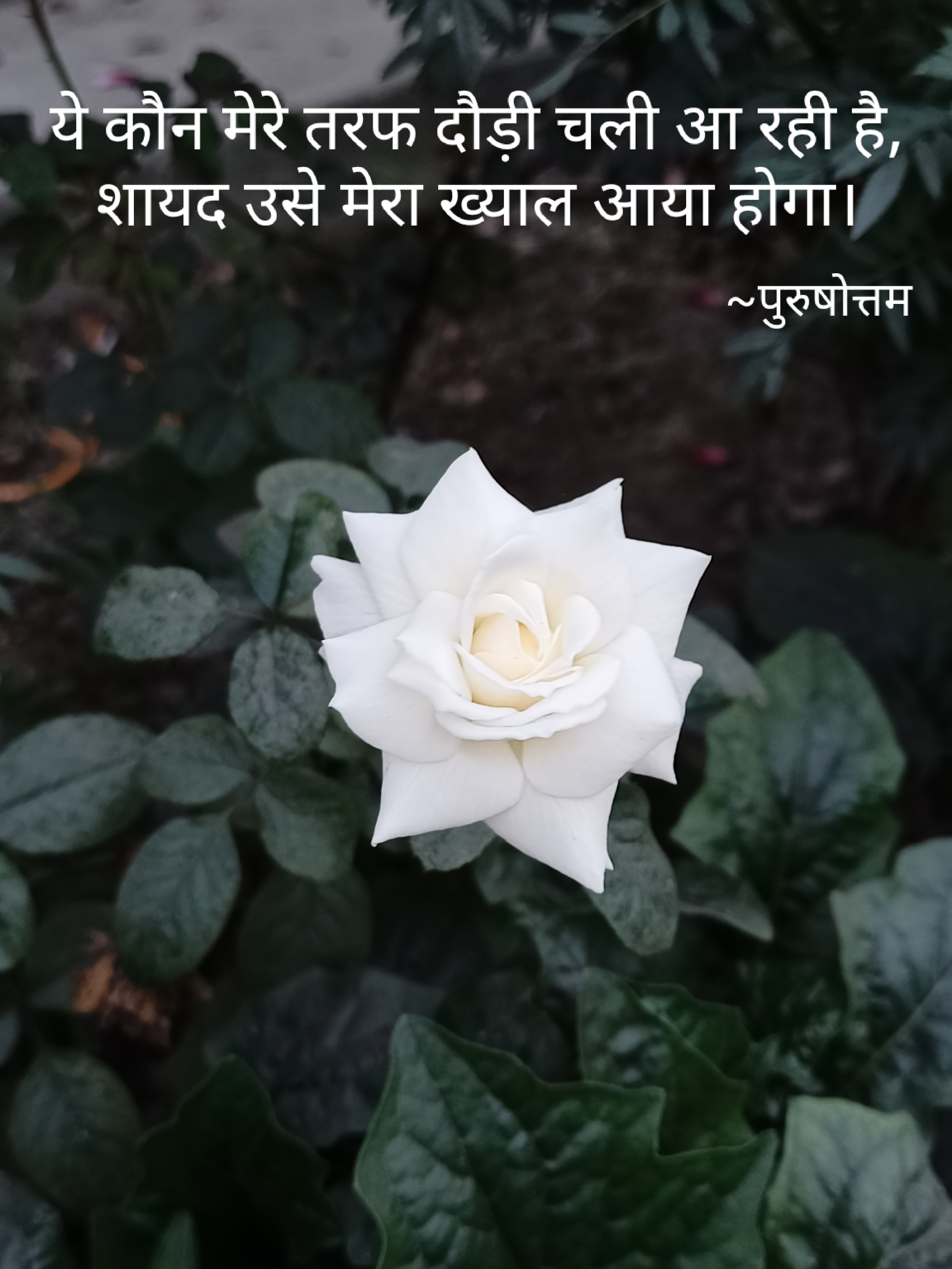 शायद उसे मेरा खयाल आया होगा