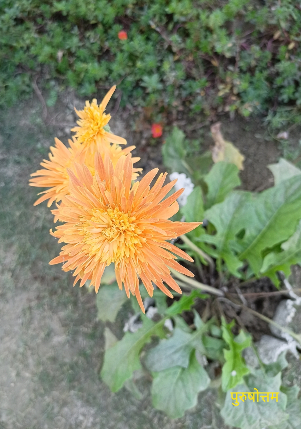 तेरा हूंँ , तुम्हीं में मिल जाऊंगा मैं !