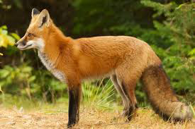 लोमड़ी की ताकत's image