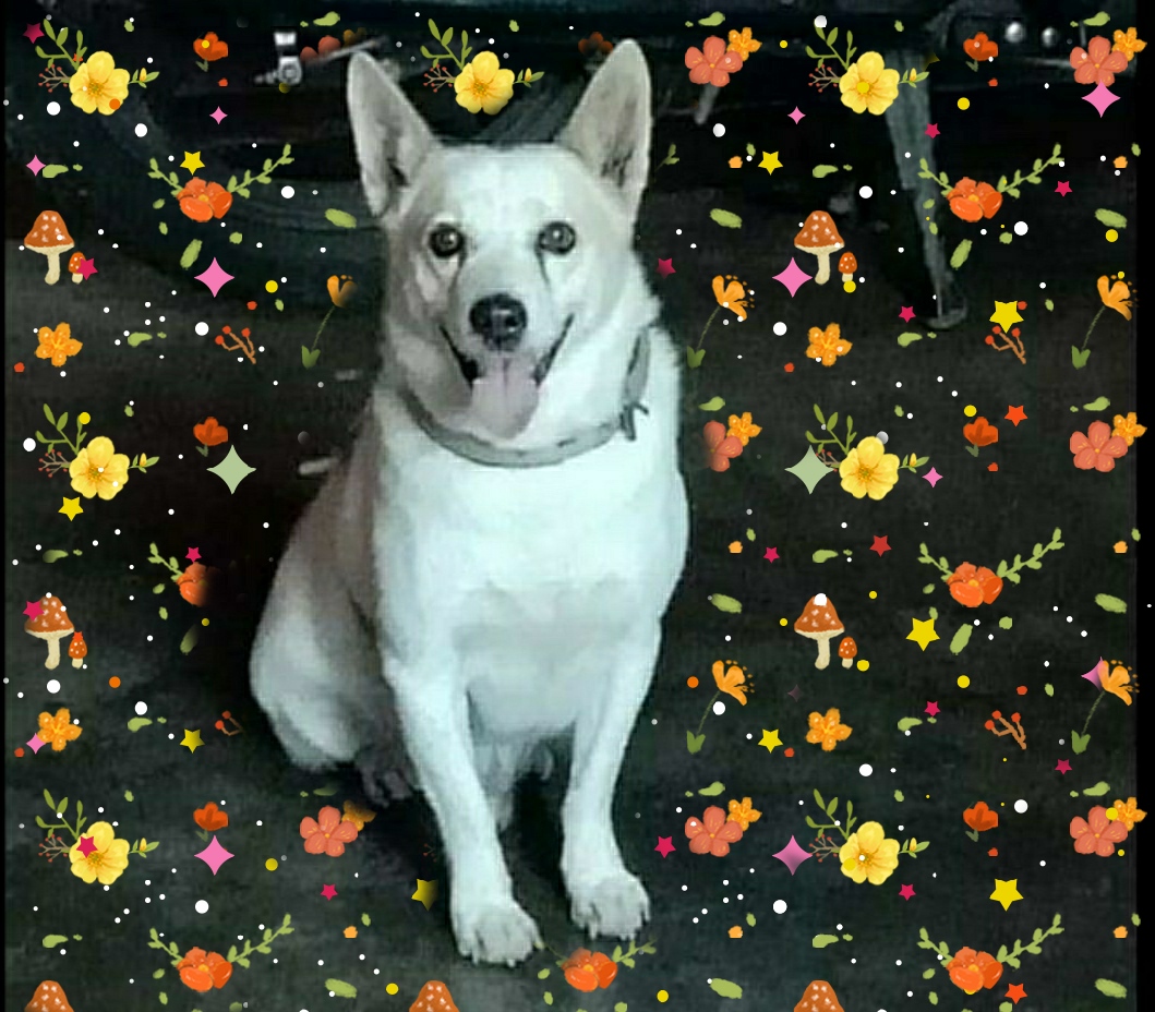 MISS YOU "LUCKY"'s image