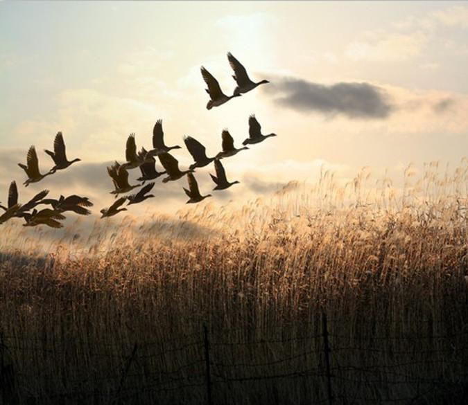 परवाज़'s image