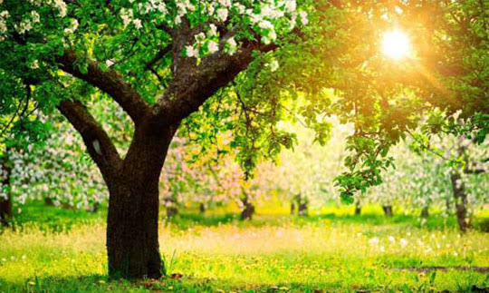 बसंत ऋतु's image