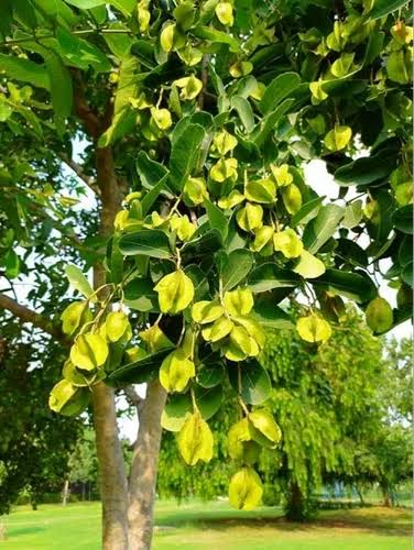 हसरतें's image