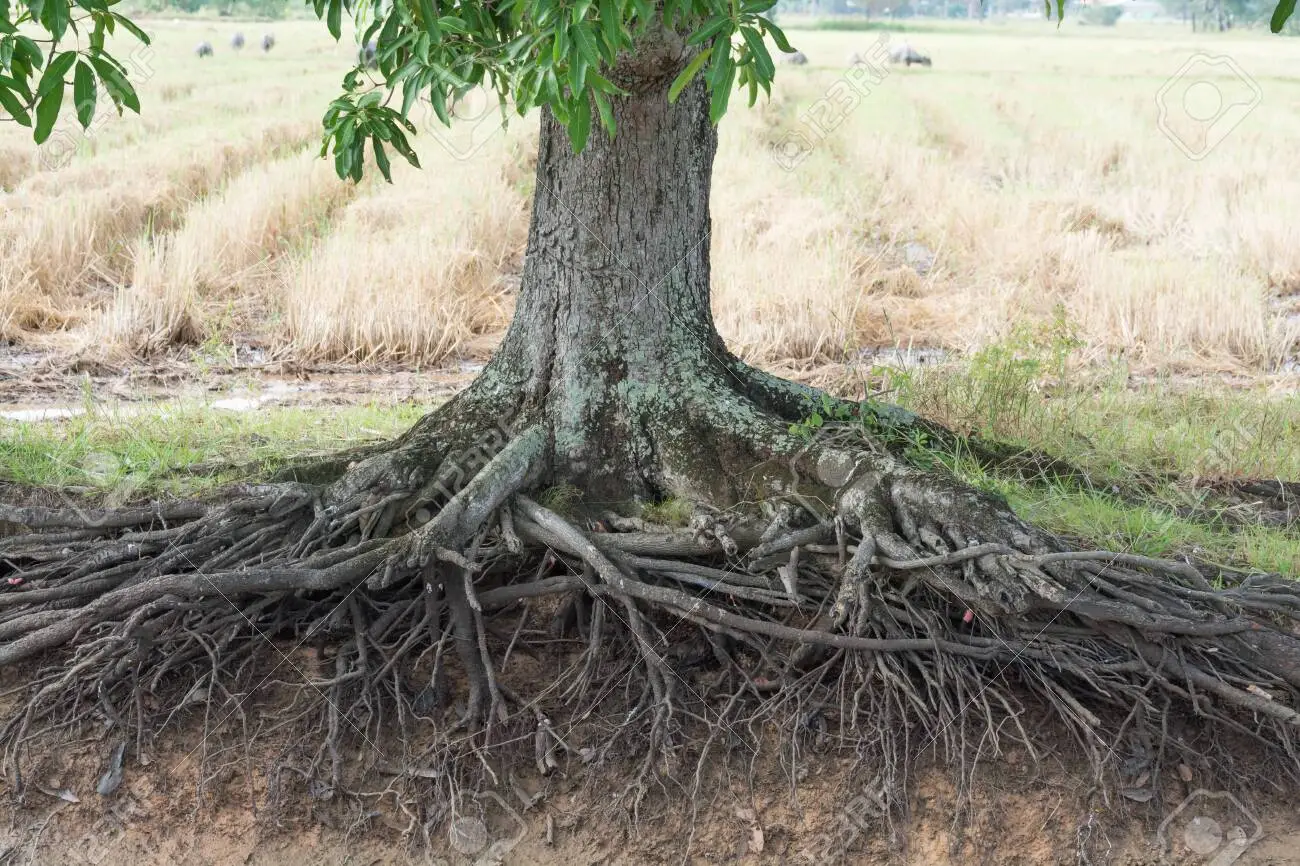 पहचान's image