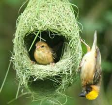 चिड़िया का घोंसला's image