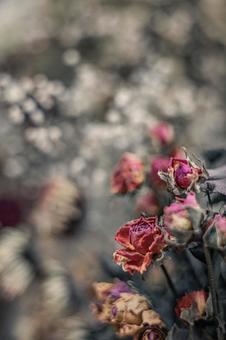 मुरझाए फूल's image