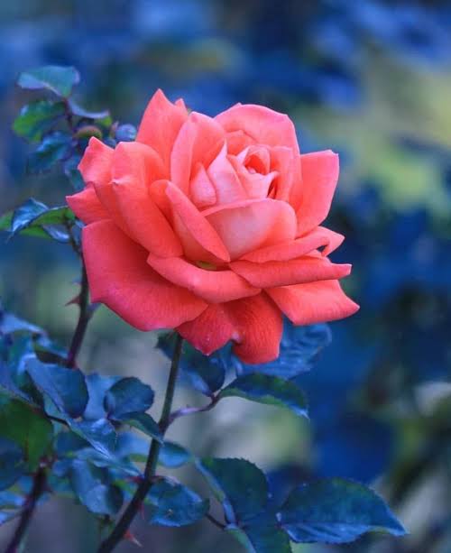 दर्द की दास्तान's image