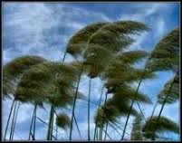 हवाओं में सुगंध's image