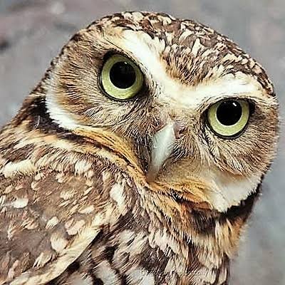 उल्लू दृष्टि's image